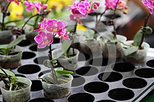 Potted plant Ã¢â¬â orchid